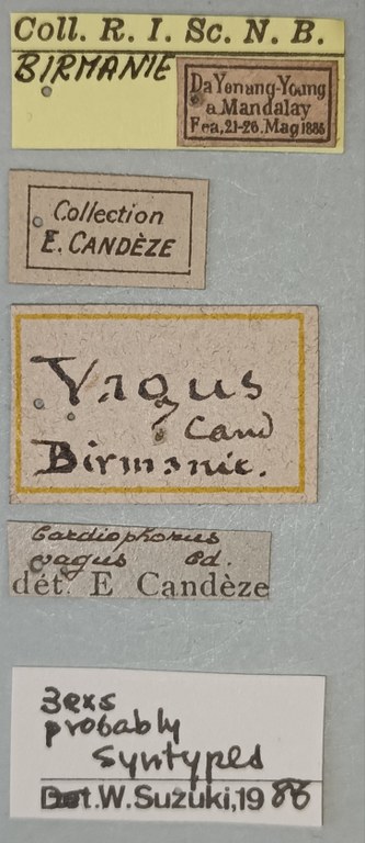 Cardiophorus vagus St Labels.jpg