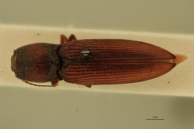 Cardiophorus vulneratus St D.jpg