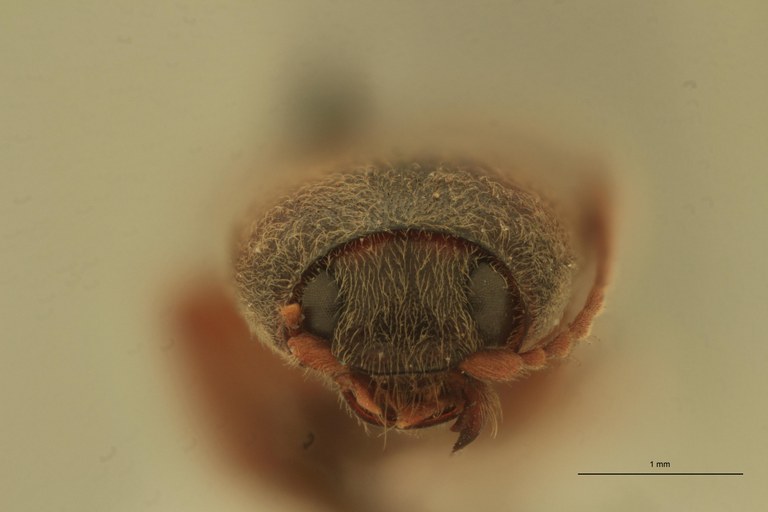 Cardiophorus vulneratus St F.jpg