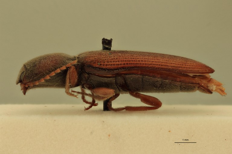 Cardiophorus vulneratus St L.jpg