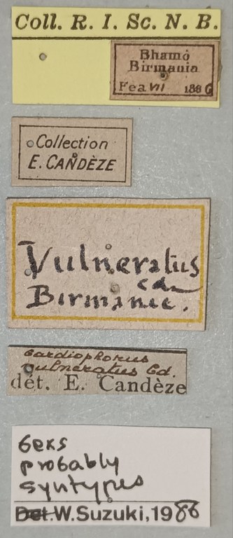 Cardiophorus vulneratus St Labels.jpg