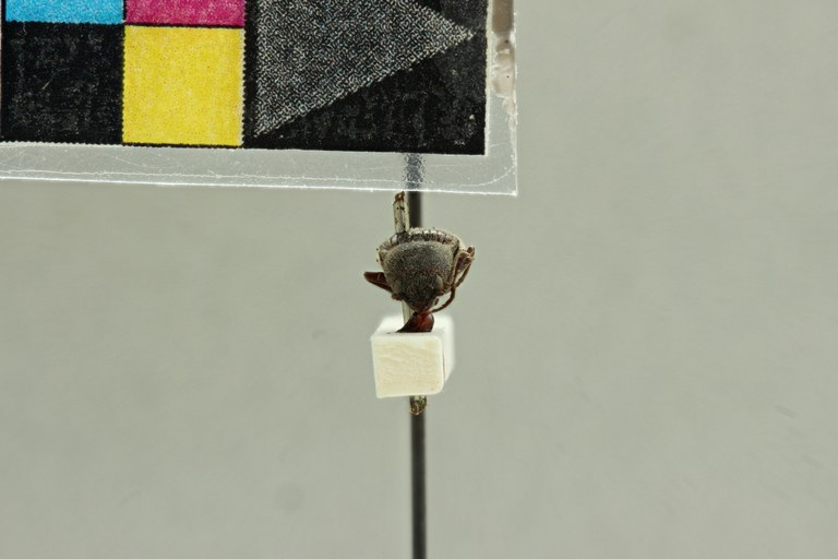Cardiorhinus andicola T F.jpg Cardiorhinus andicola T F.jpg