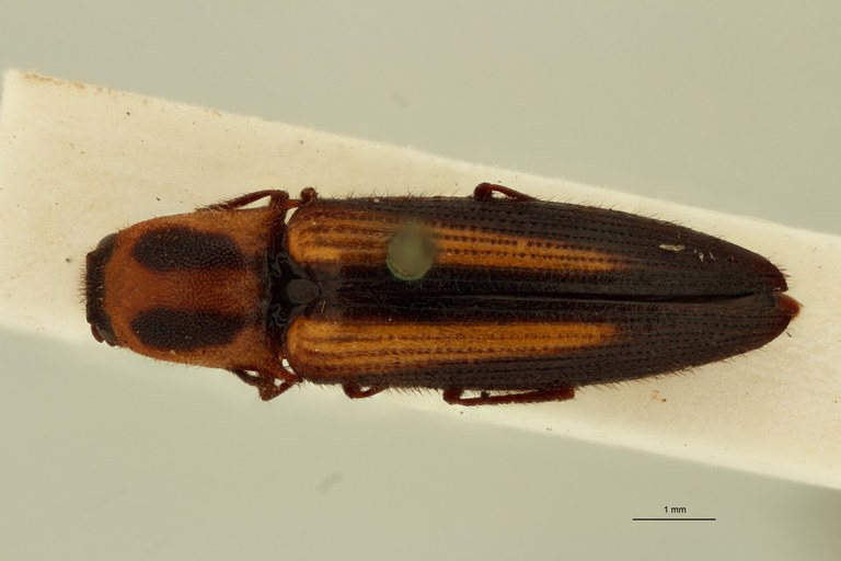 Cardiorhinus bellus T D.jpg