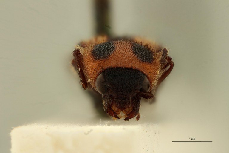Cardiorhinus bellus T F.jpg
