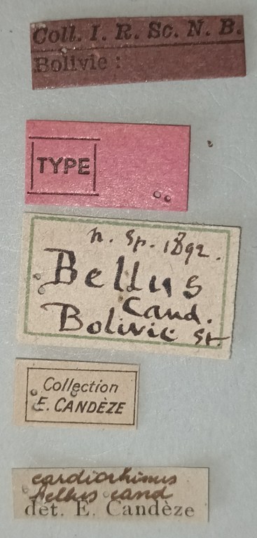 Cardiorhinus bellus T Labels.jpg