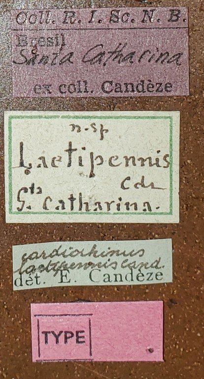 Cardiorhinus laetipennis T Labels.jpg