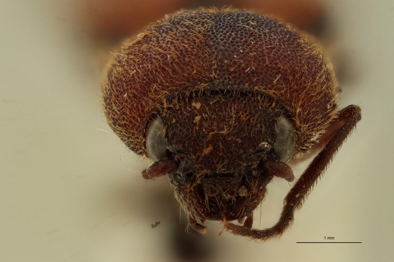 Cardiorhinus opacus T F.jpg Cardiorhinus opacus T F.jpg
