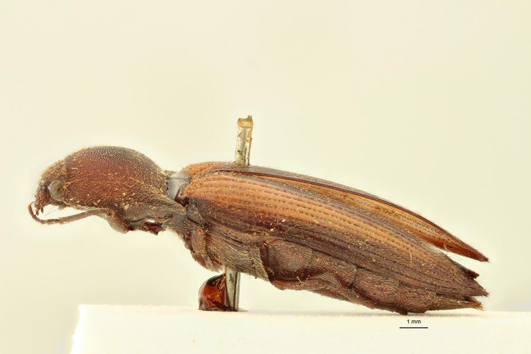Cardiorhinus opacus T L.jpg Cardiorhinus opacus T L.jpg