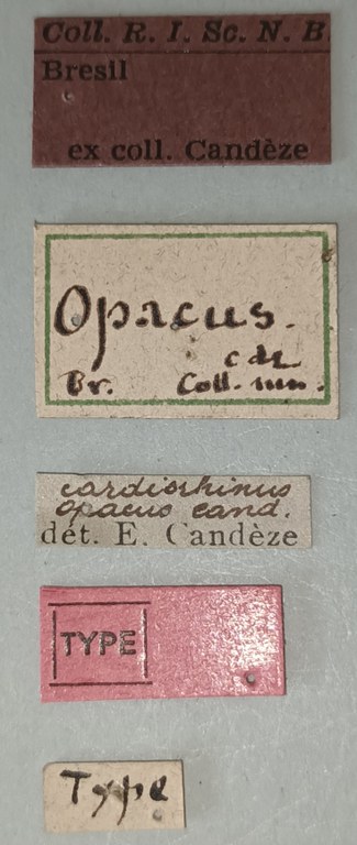 Cardiorhinus opacus T Labels.jpg Cardiorhinus opacus T Labels.jpg
