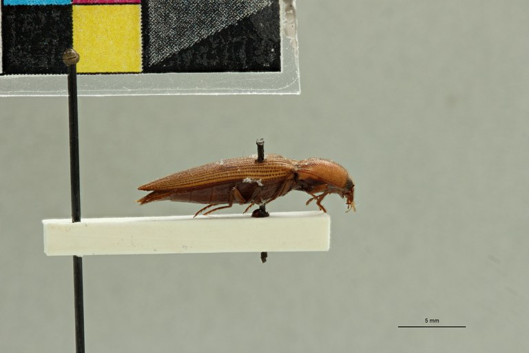 Cardiorhinus tactus T L.jpg