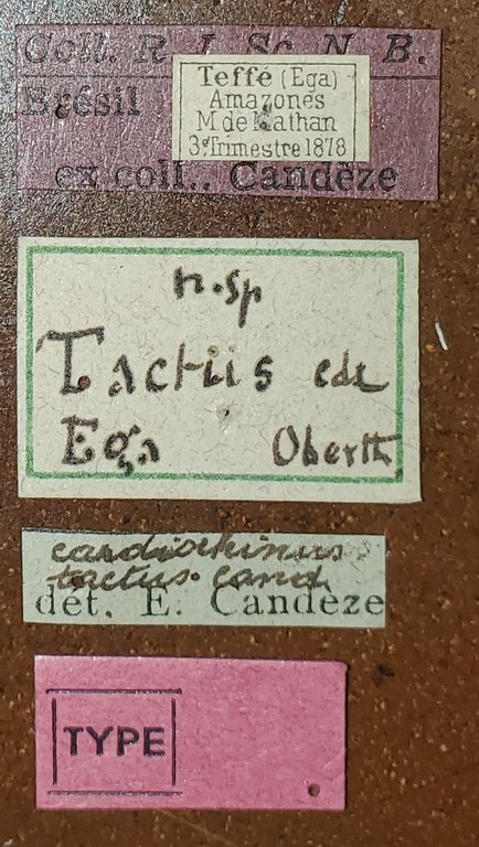 Cardiorhinus tactus T Labels.jpg