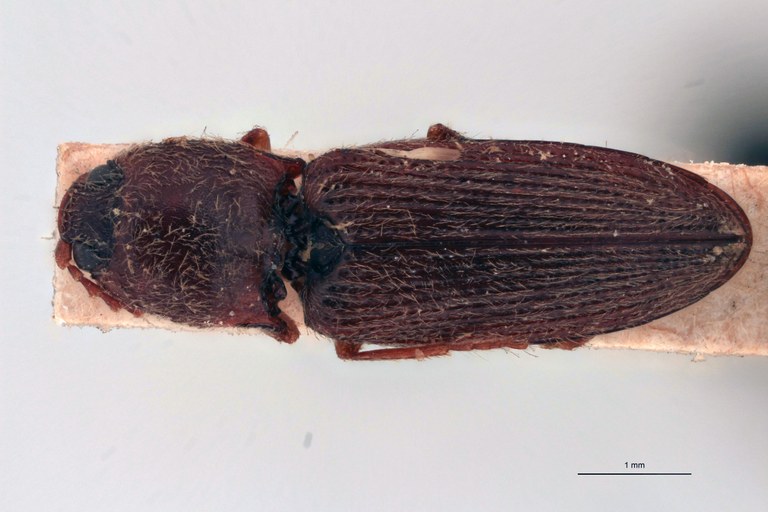 Cardiotarsus fallaciosus T D.jpg