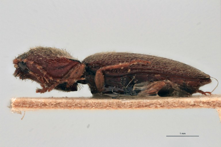 Cardiotarsus fallaciosus T L.jpg