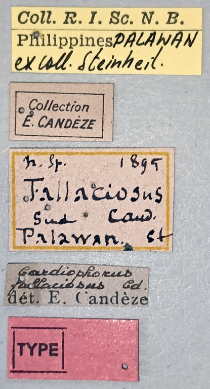 Cardiotarsus fallaciosus T Labels.jpg