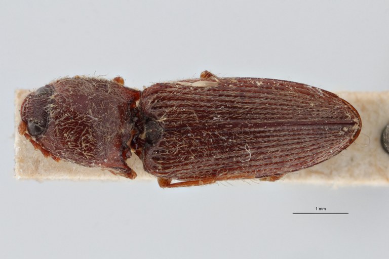 Cardiotarsus fallaciosus t D ZS PMax.jpg