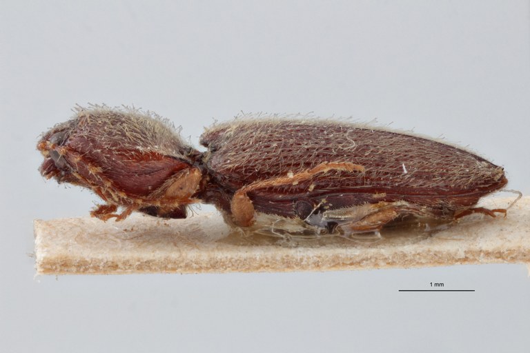 Cardiotarsus fallaciosus t L ZS PMax.jpg