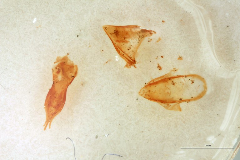Cardiotarsus grisescens M T Aedeagus.jpg