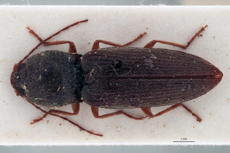 Cardiotarsus grisescens M T D.jpg