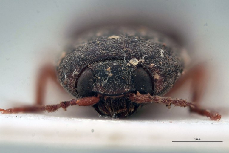 Cardiotarsus grisescens M T F.jpg