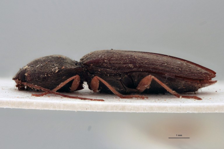 Cardiotarsus grisescens M T L.jpg