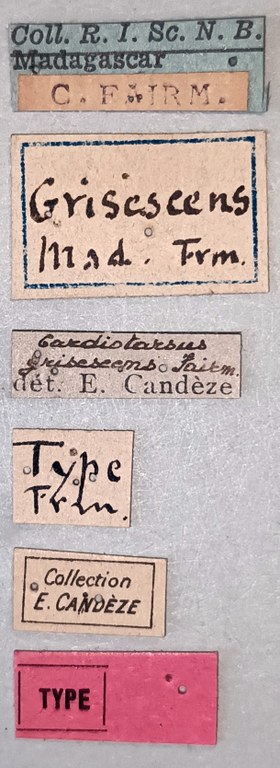 Cardiotarsus grisescens M T Labels.jpg Cardiotarsus grisescens M T Labels.jpg