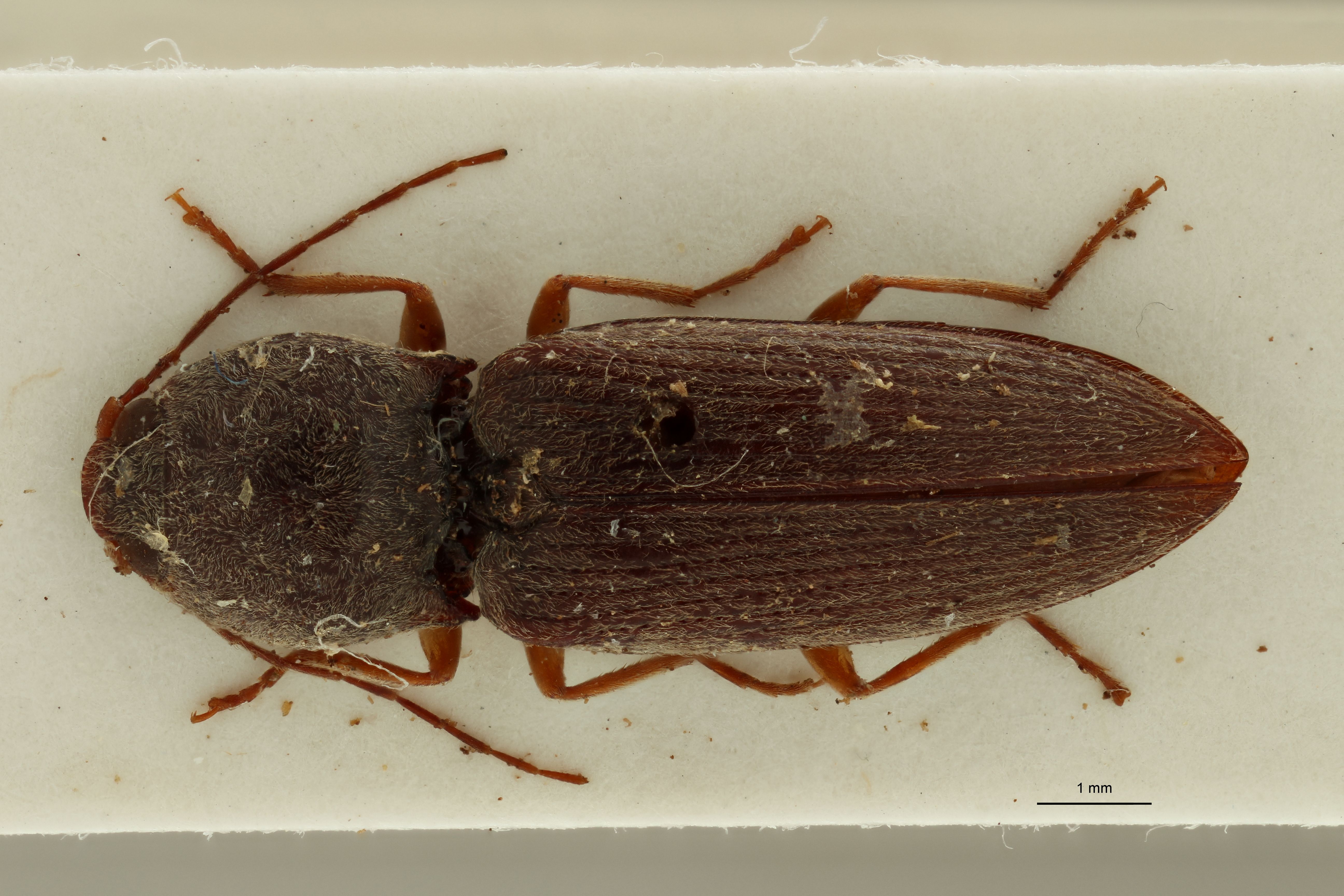 Cardiotarsus grisescens t D.jpg