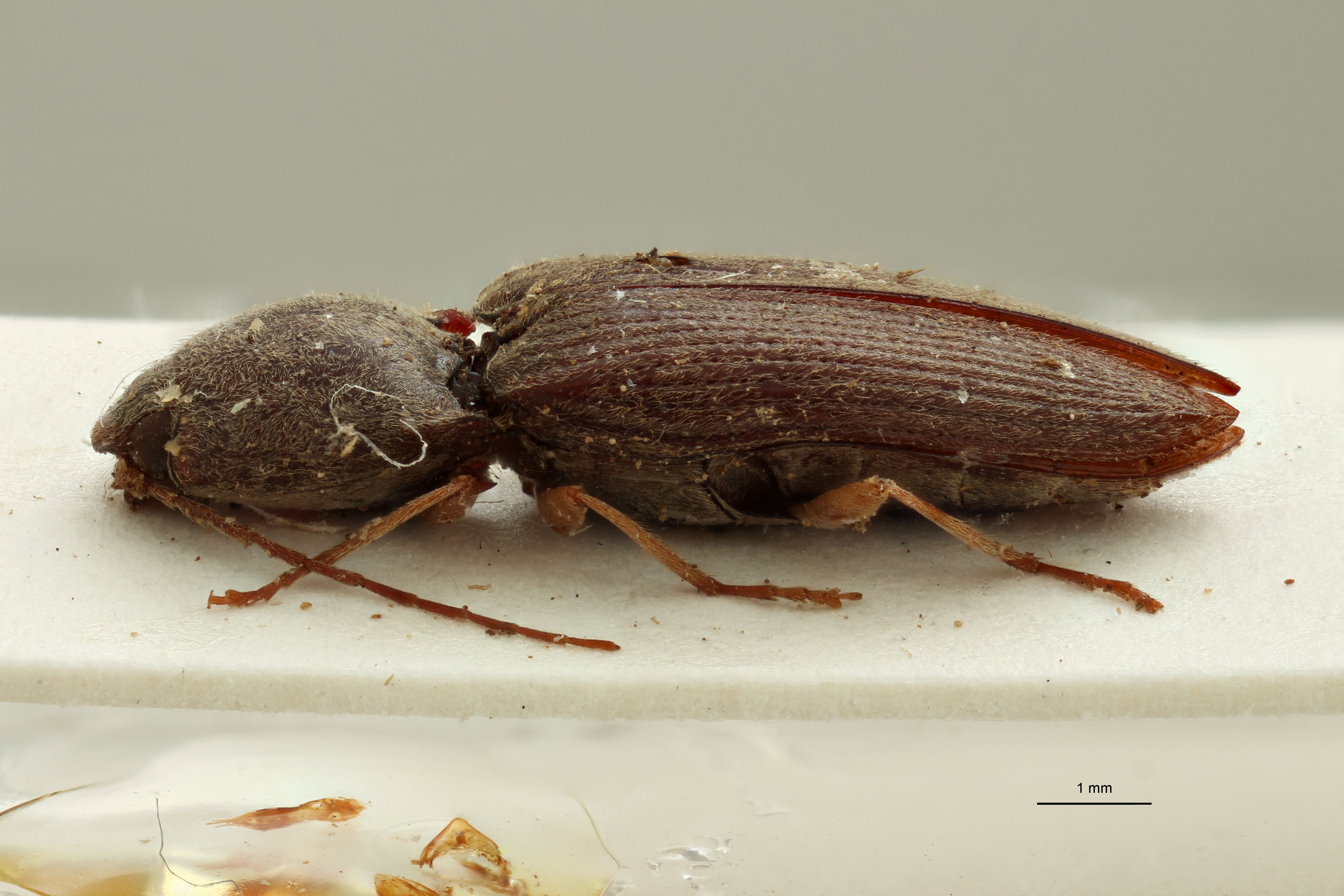 Cardiotarsus grisescens t L.jpg