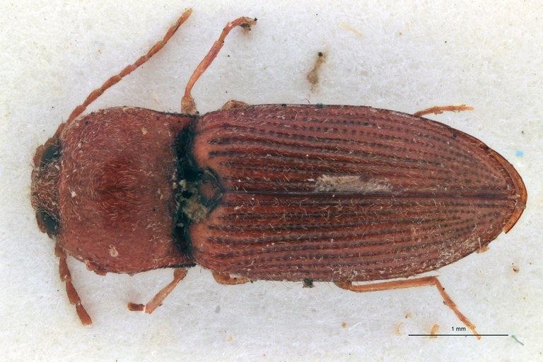 Cardiotarsus lignicolor F T D.jpg