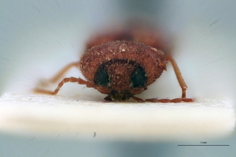 Cardiotarsus lignicolor F T F.jpg