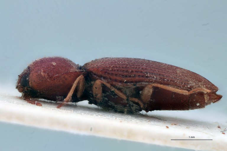 Cardiotarsus lignicolor F T L.jpg