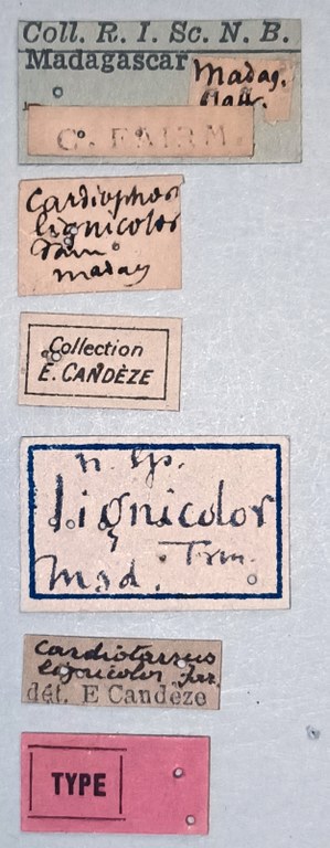 Cardiotarsus lignicolor F T Labels.jpg