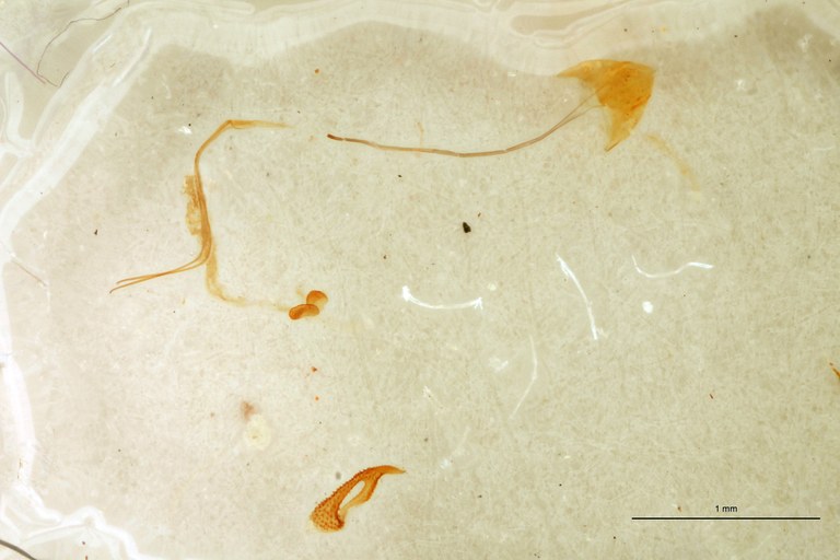 Cardiotarsus lignicolor F T Parameres.jpg