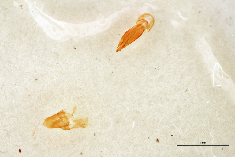 Cardiotarsus picticollis M T Aedeagus.jpg