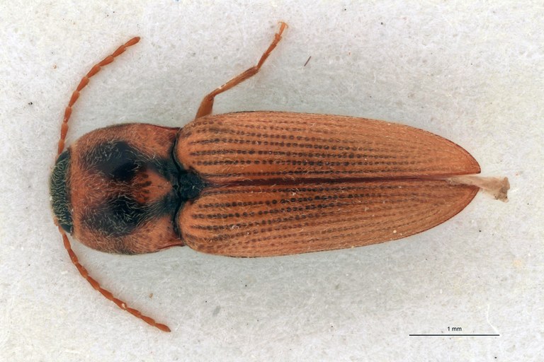 Cardiotarsus picticollis M T D.jpg