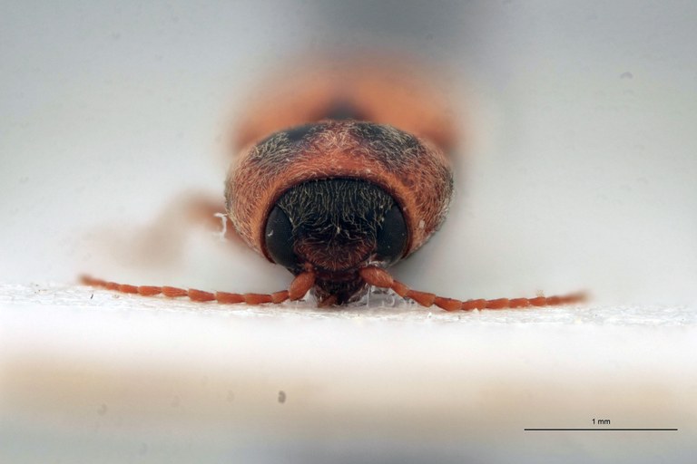 Cardiotarsus picticollis M T F.jpg