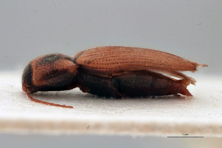 Cardiotarsus picticollis M T L.jpg