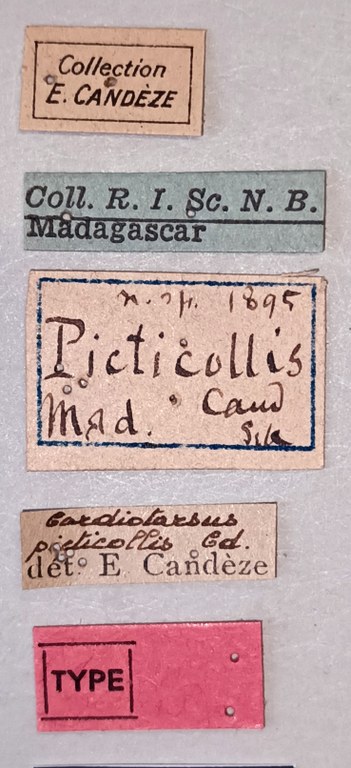 Cardiotarsus picticollis M T Labels.jpg
