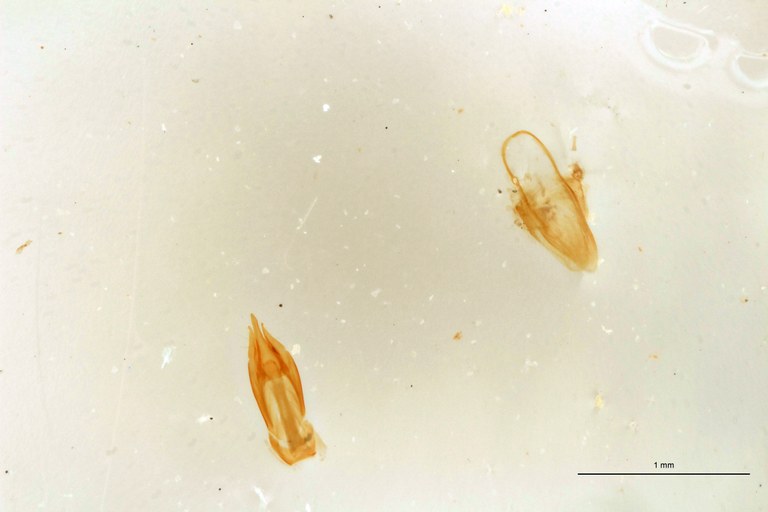 Cardiotarsus plebejus M T Aedeagus.jpg