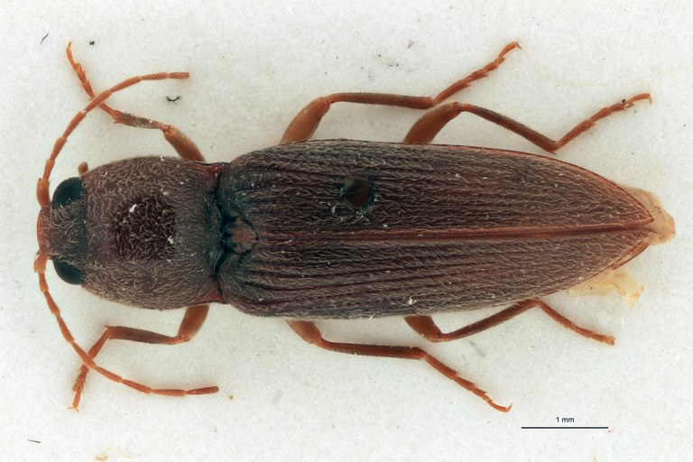 Cardiotarsus plebejus M T D.jpg