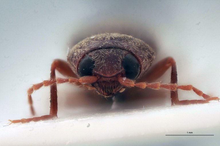 Cardiotarsus plebejus M T F.jpg