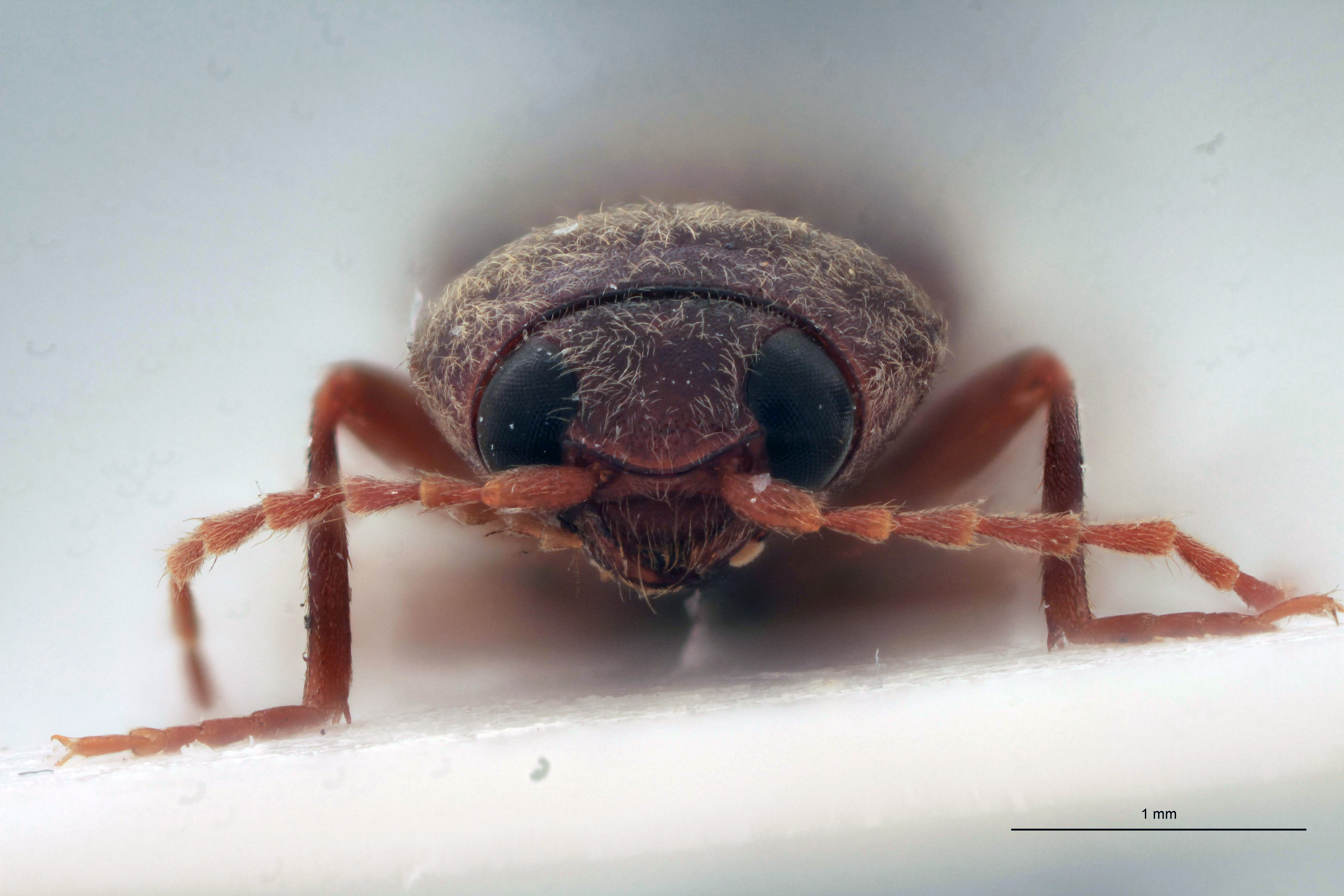 Cardiotarsus plebejus M T F.jpg
