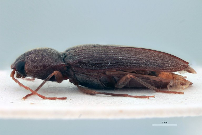 Cardiotarsus plebejus M T L.jpg