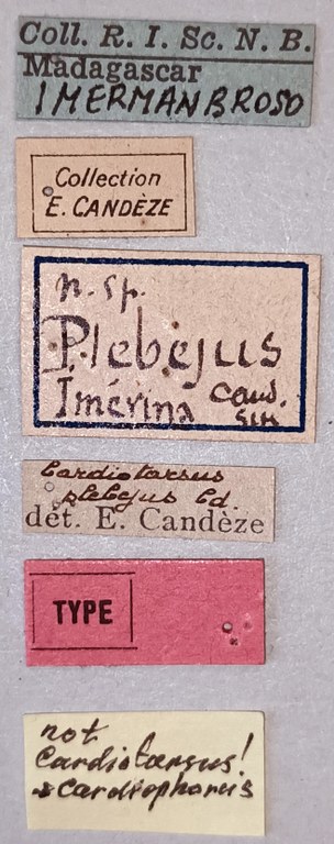 Cardiotarsus plebejus M T Labels.jpg