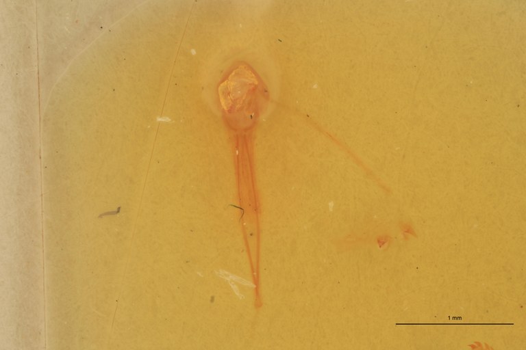 Coptostethus flavus M T Aedeagus.jpg Coptostethus flavus M T Aedeagus.jpg