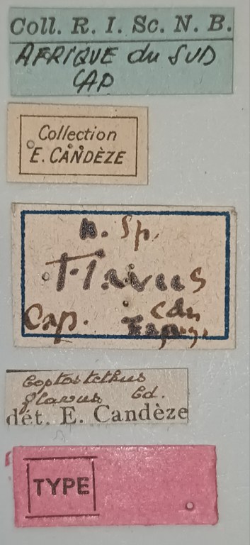 Coptostethus flavus M T Labels.jpg Coptostethus flavus M T Labels.jpg