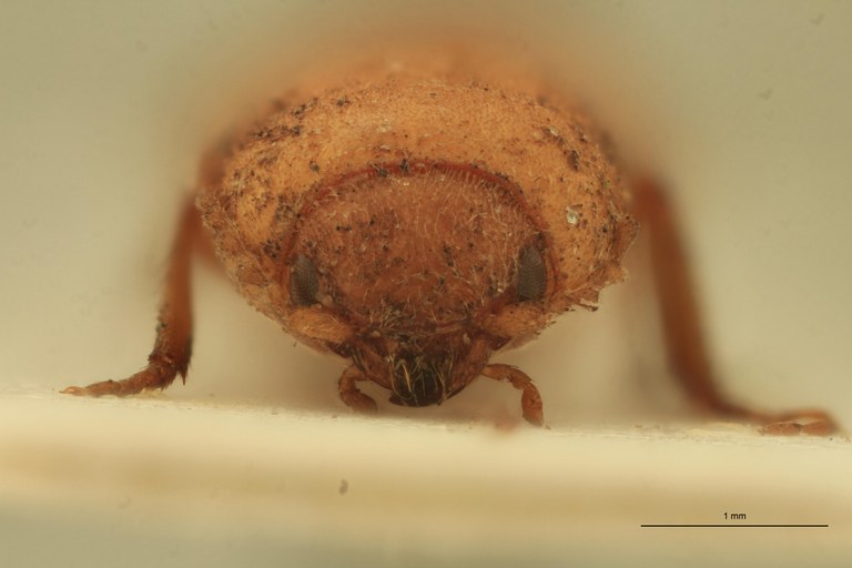 Coptostethus flavus M T F.jpg