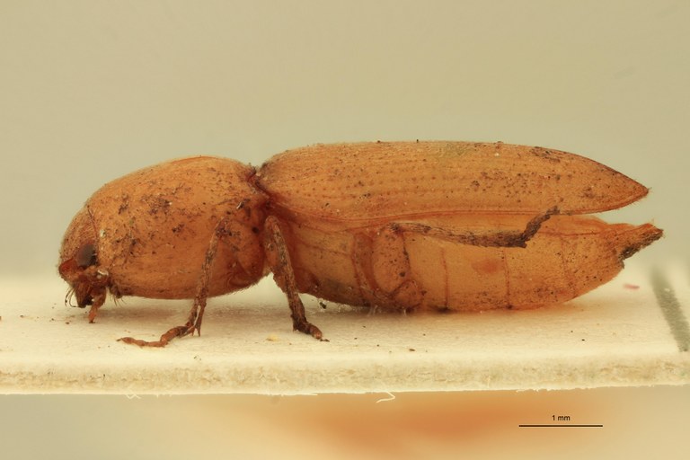 Coptostethus flavus M T L.jpg Coptostethus flavus M T L.jpg