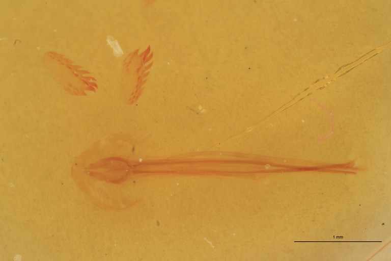 Coptostethus majusculus M T Aedeagus.jpg Coptostethus majusculus M T Aedeagus.jpg