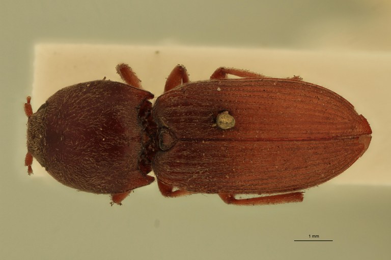 Coptostethus majusculus M T D.jpg Coptostethus majusculus M T D.jpg