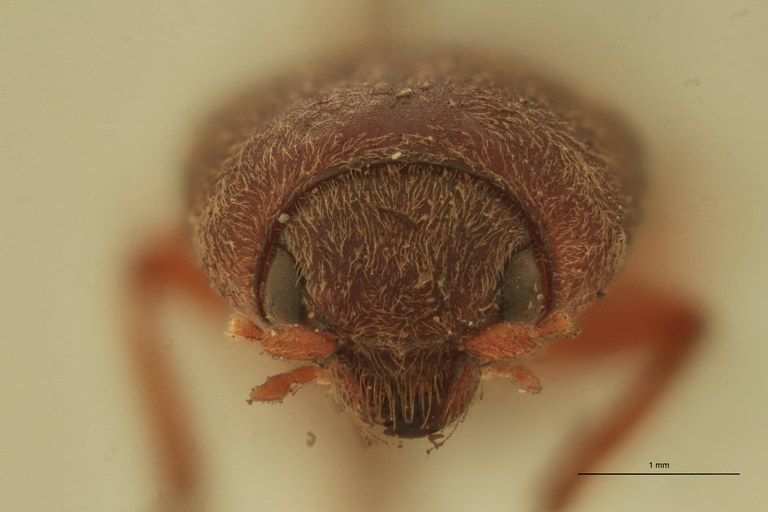 Coptostethus majusculus M T F.jpg